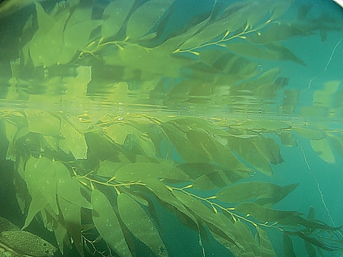 Ensenada Mexico tropical fish Booking