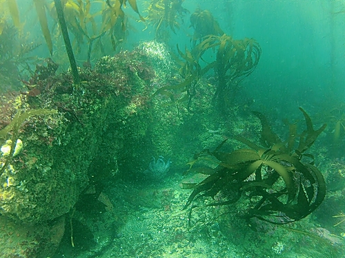 Ensenada real dive experience Tickets
