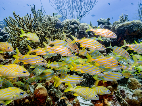 Bonaire (Kralendijk)  Trip Booking