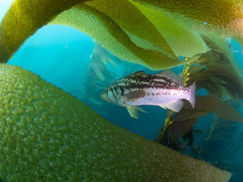 Ensenada tropical fish Tour