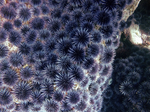 Ensenada marine life Prices