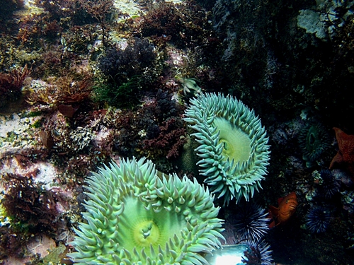 Ensenada tropical fish Reviews