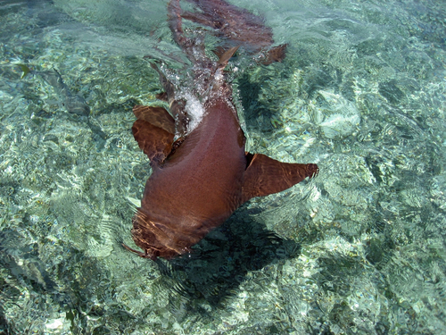 Belize City snorkeling at Shark Ray Alley Excursion Prices