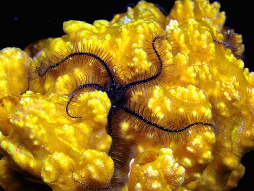 Nassau snuba diving Trip Tickets