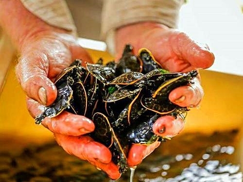 Fort Lauderdale  Florida birds Shore Excursion Tickets