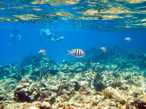 Roatan reef Shore Excursion Reviews