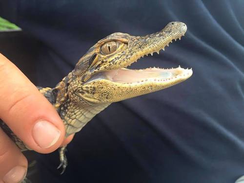 Fort Lauderdale everglades Cruise Excursion Booking
