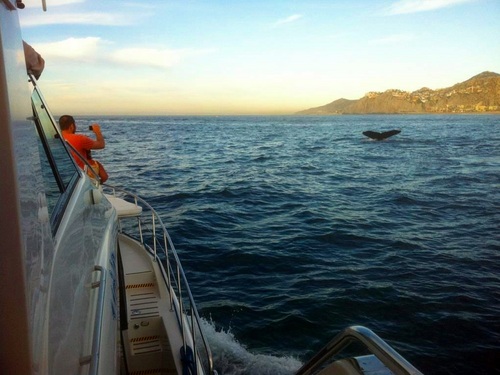 Cabo San Lucas luxury yacht  Shore Excursion Cost