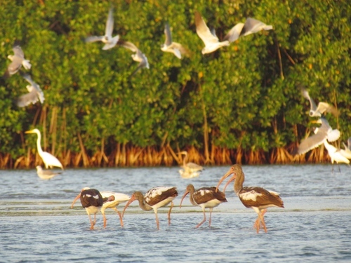 Cartagena  Colombia mangroves Tickets