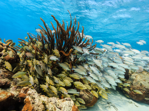 Belize City  Excursion Reservations