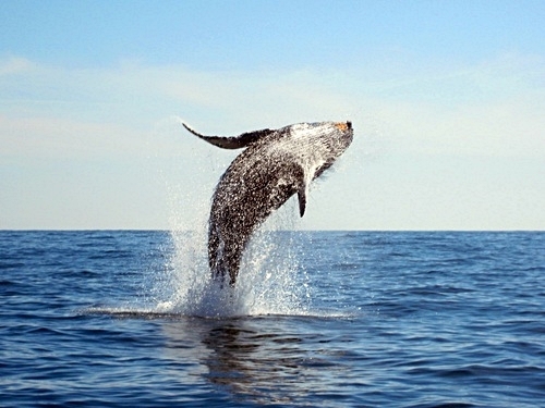 Grand Turk humpback whale Cruise Excursion Reservations