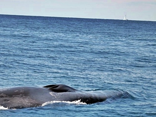 Turks and Caicos whale watching Cruise Excursion Cost