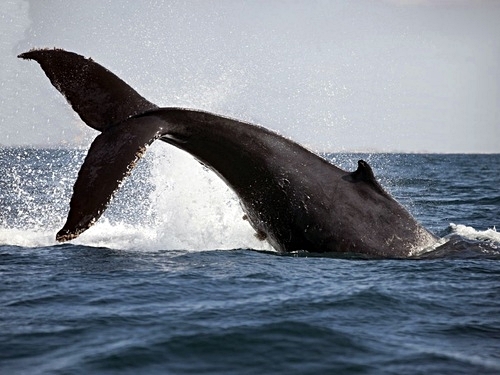 Turks and Caicos whale watching Cruise Excursion Prices