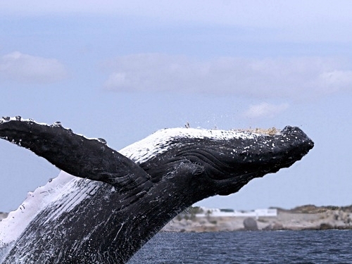 Grand Turk whale watching Cruise Excursion Tickets