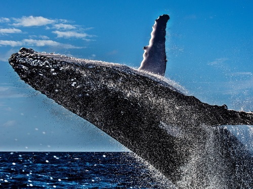 Mazatlan Mexico whale Trip Booking