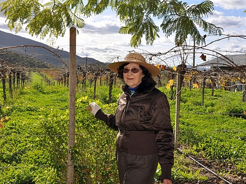 Ensenada Mexico wine tasting Booking