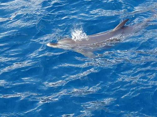 St. Johns catamaran snorkel Trip Cost