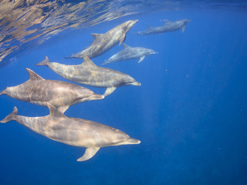 Mazatlan dolphin snorkel Cruise Excursion Cost