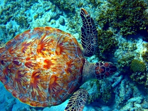 Curacao Turtle Outback, Snorkel and Safari Excursion - Curacao Excursions