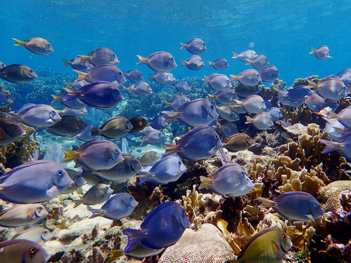 Roatan snorkel Excursion Cost