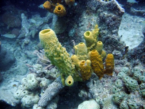 Barbados  West Indies (Bridgetown) snorkel from boat Prices