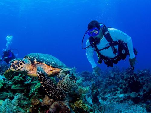 Roatan SCUBA Diving Cruise Excursion Booking
