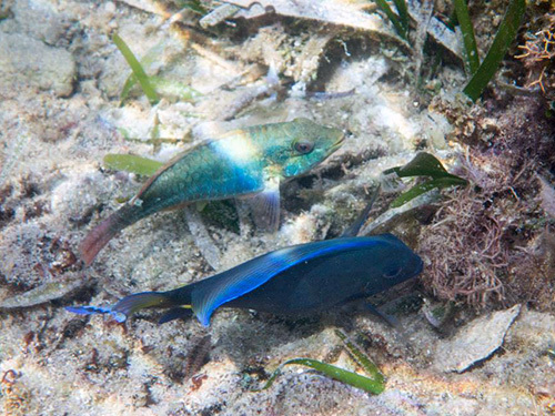 Roatan  Honduras snorkeling Excursion Booking