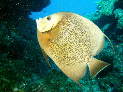 Roatan Honduras prince albert Diving Tour Tickets