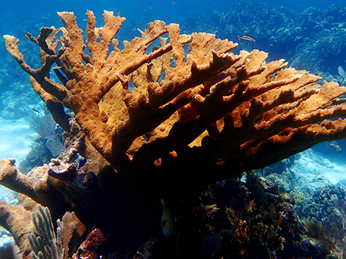 Roatan beach Cruise Excursion Cost